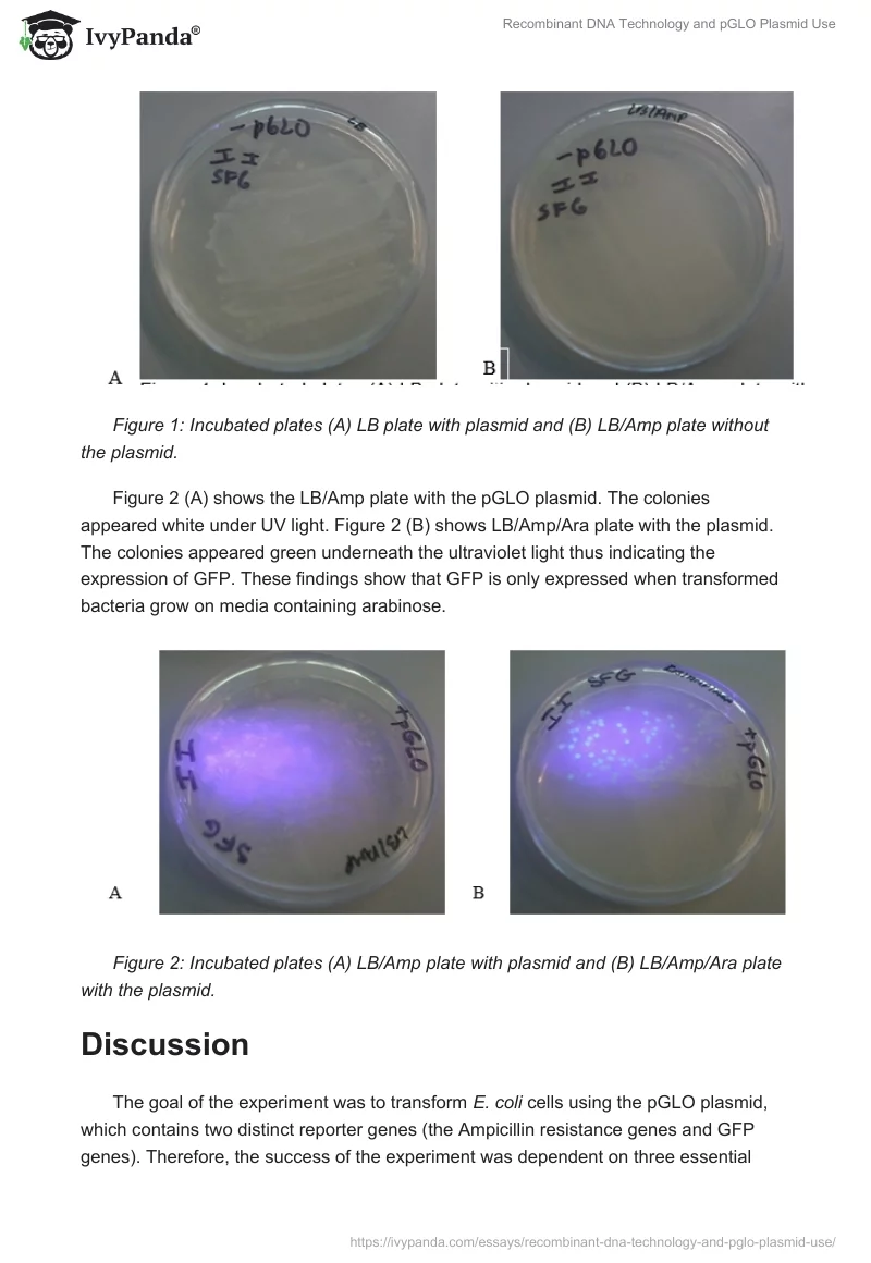 Recombinant DNA Technology and pGLO Plasmid Use. Page 4