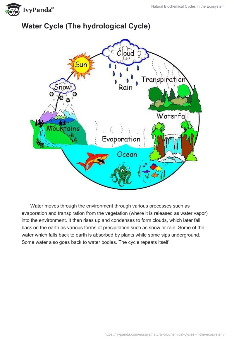Natural Biochemical Cycles in the Ecosystem. Page 2