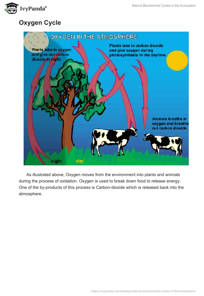 Natural Biochemical Cycles in the Ecosystem. Page 3