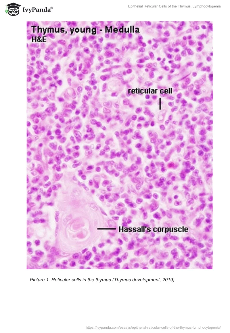 Epithelial Reticular Cells of the Thymus. Lymphocytopenia. Page 2