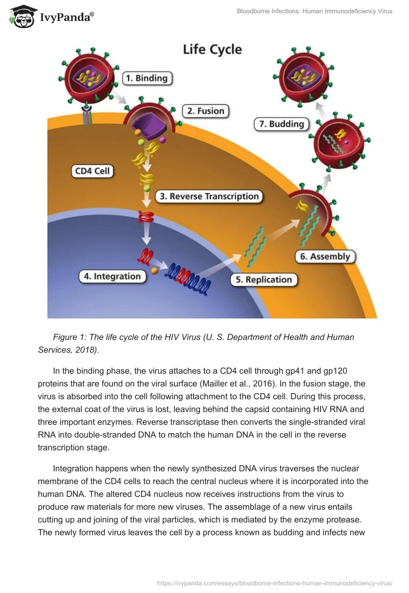 Bloodborne Infections: Human Immunodeficiency Virus. Page 3