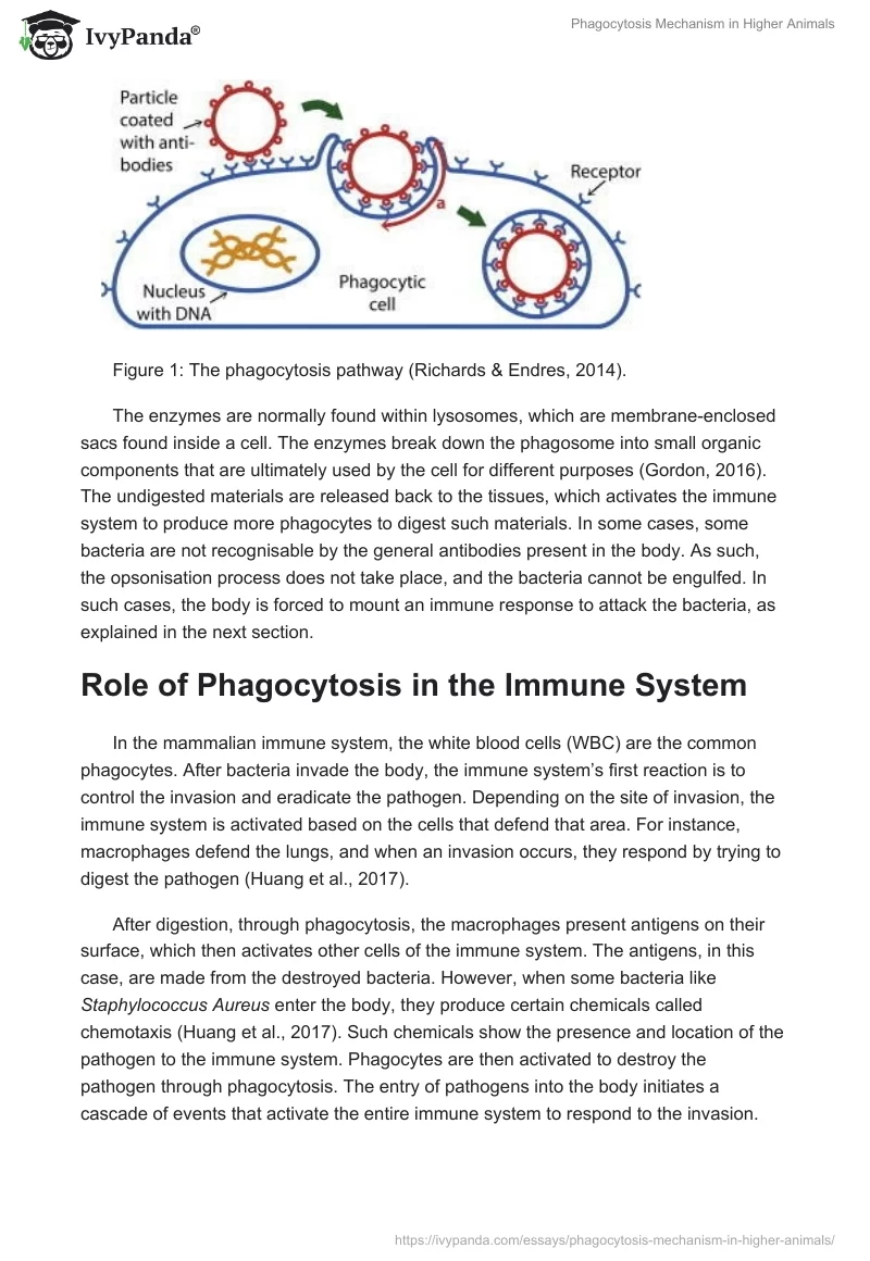 Phagocytosis Mechanism in Higher Animals. Page 2