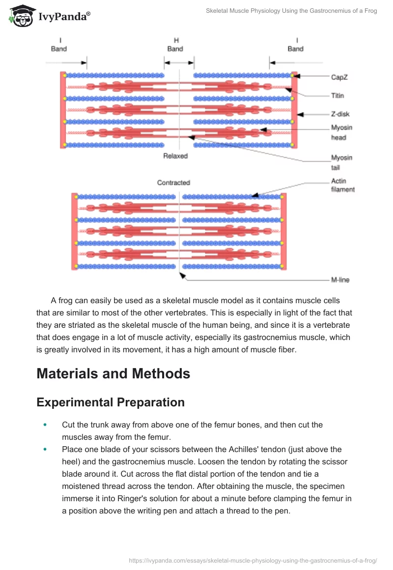 Skeletal Muscle Physiology Using the Gastrocnemius of a Frog. Page 2
