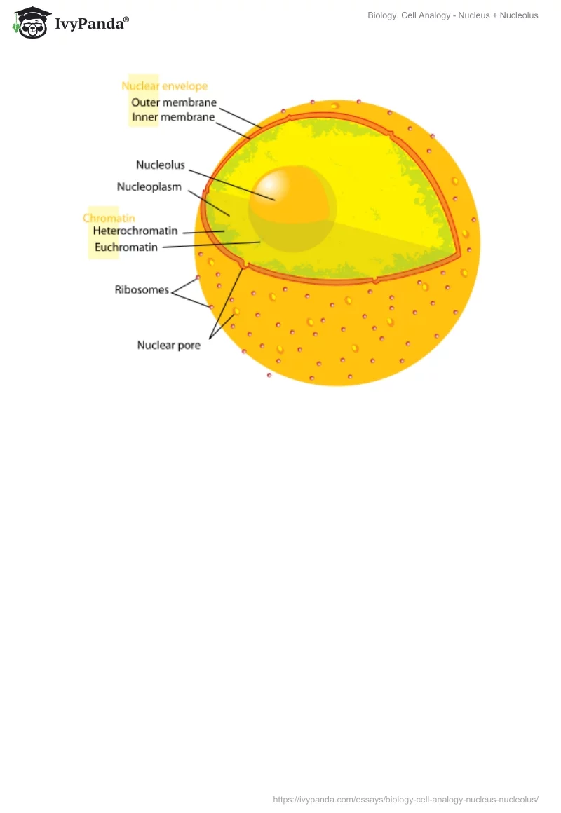 Biology. Cell Analogy - Nucleus + Nucleolus. Page 4