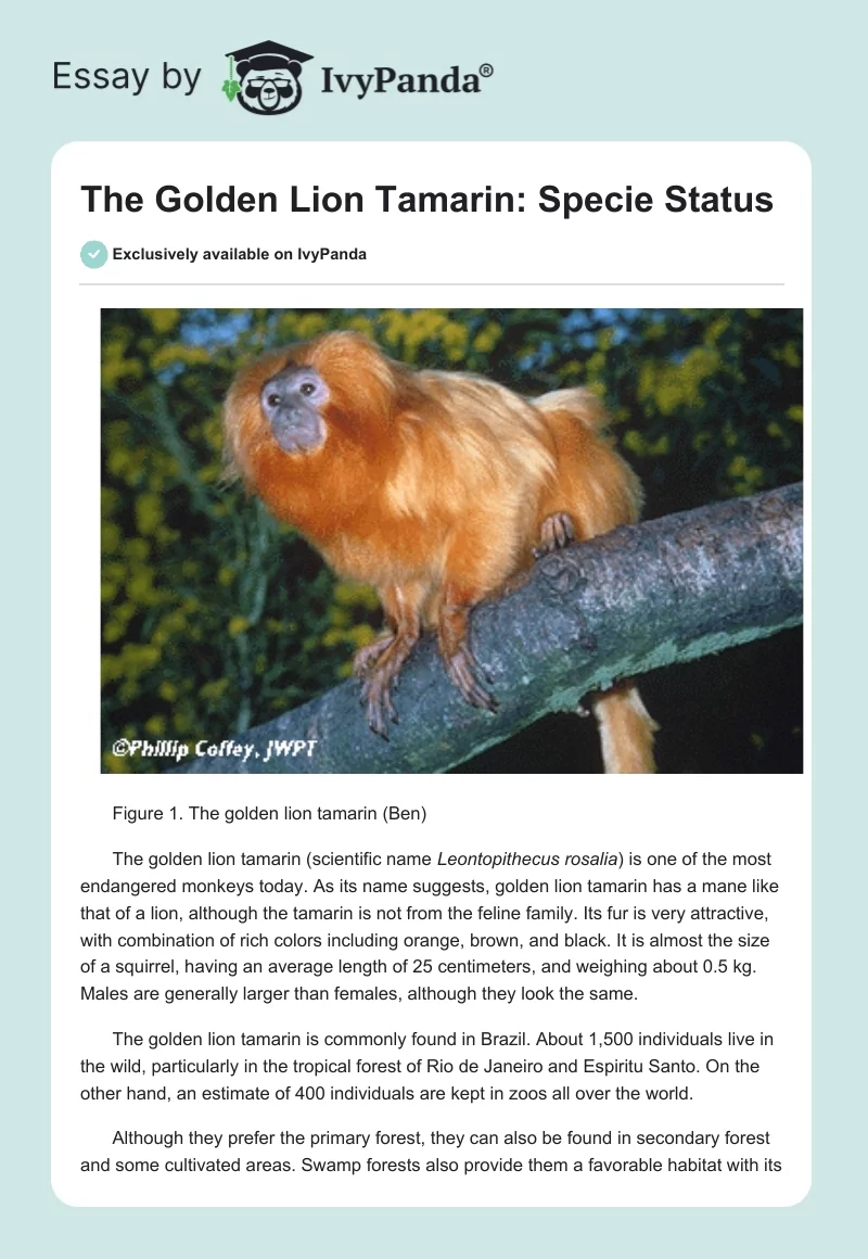The Golden Lion Tamarin: Specie Status. Page 1