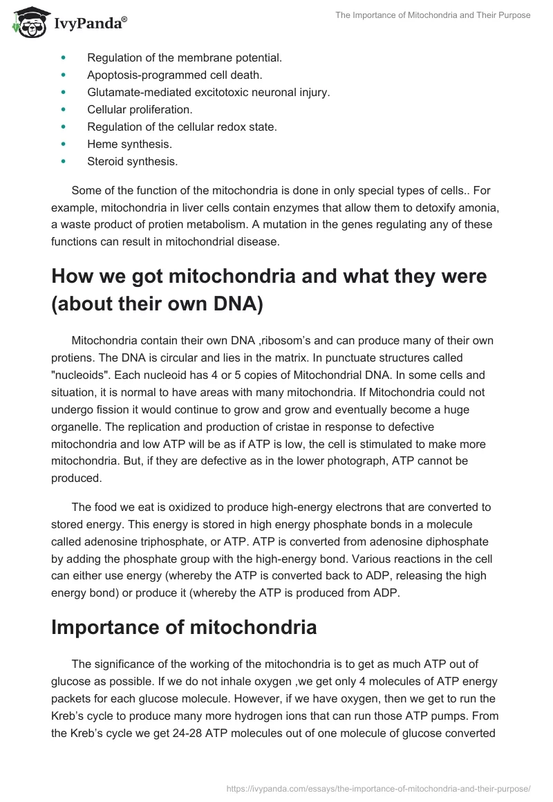 The Importance of Mitochondria and Their Purpose. Page 2