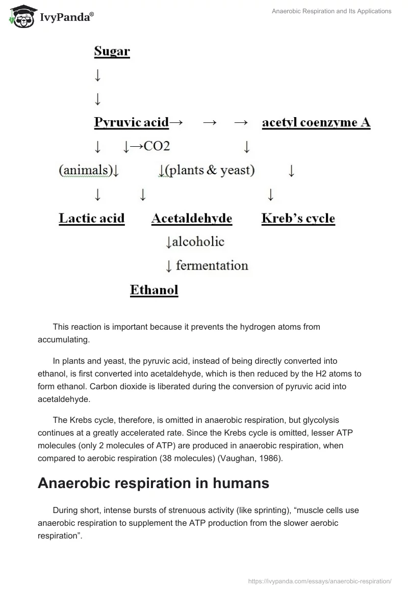 Anaerobic Respiration and Its Applications. Page 4