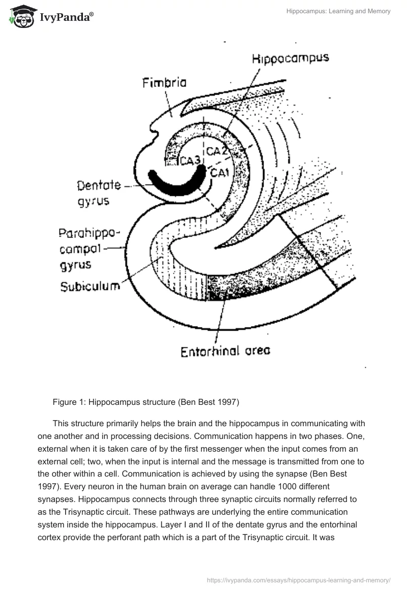 Hippocampus: Learning and Memory. Page 2
