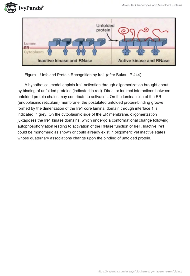 Molecular Chaperones and Misfolded Proteins. Page 5