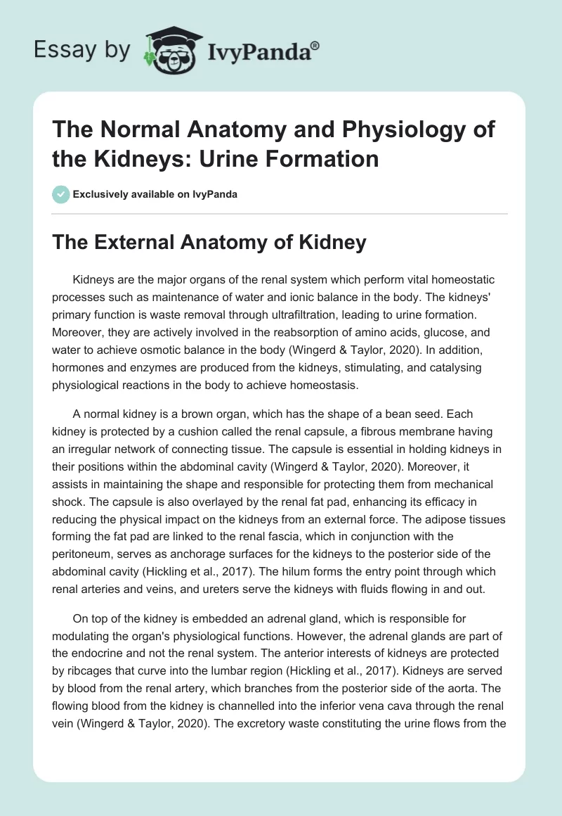 The Normal Anatomy and Physiology of the Kidneys: Urine Formation. Page 1
