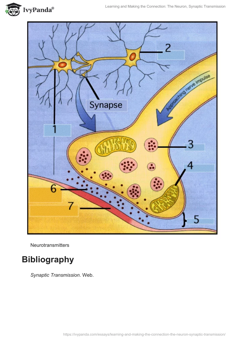Learning and Making the Connection: The Neuron, Synaptic Transmission. Page 4