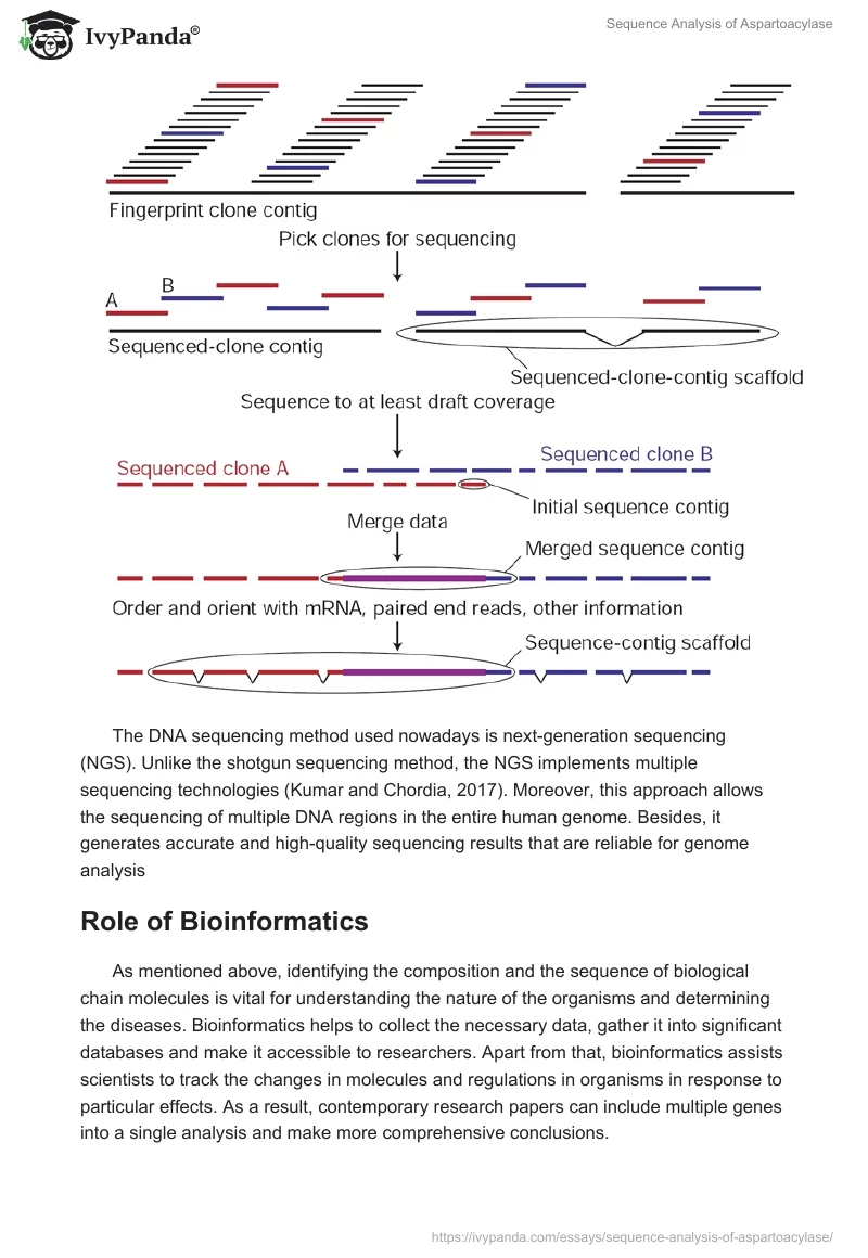 Sequence Analysis of Aspartoacylase. Page 2