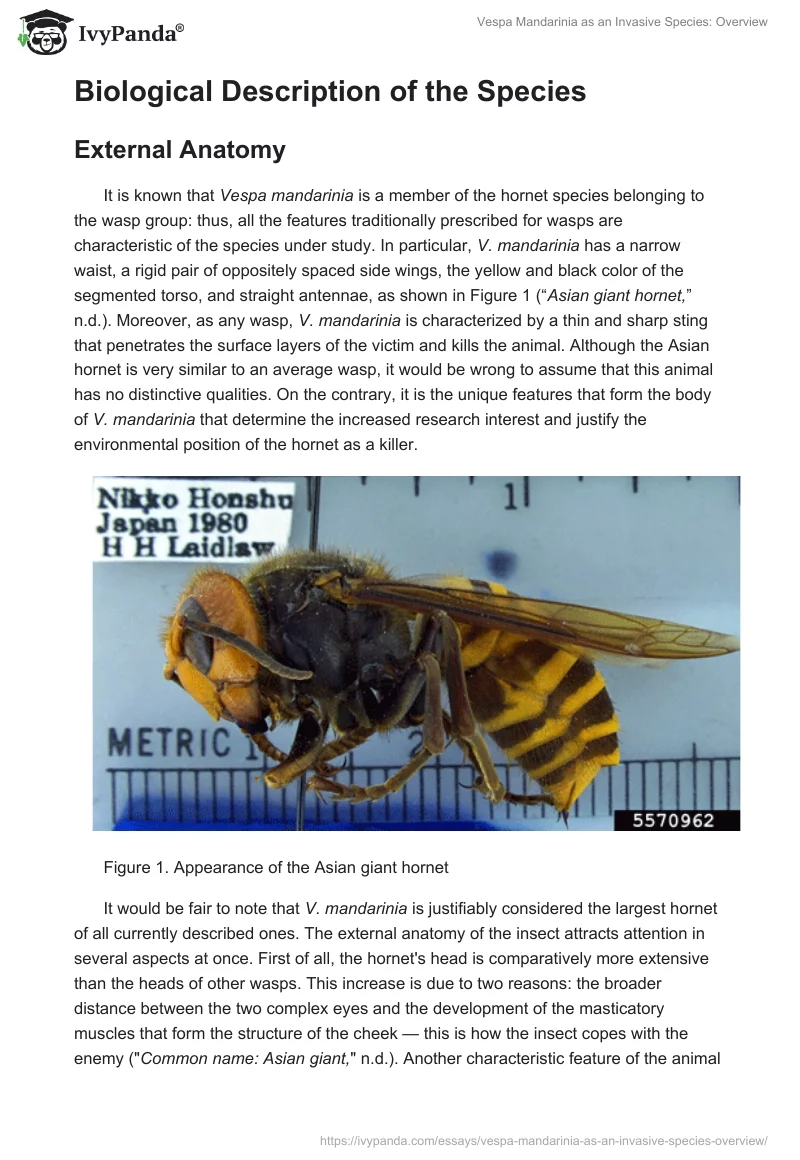 Vespa Mandarinia as an Invasive Species: Overview. Page 2