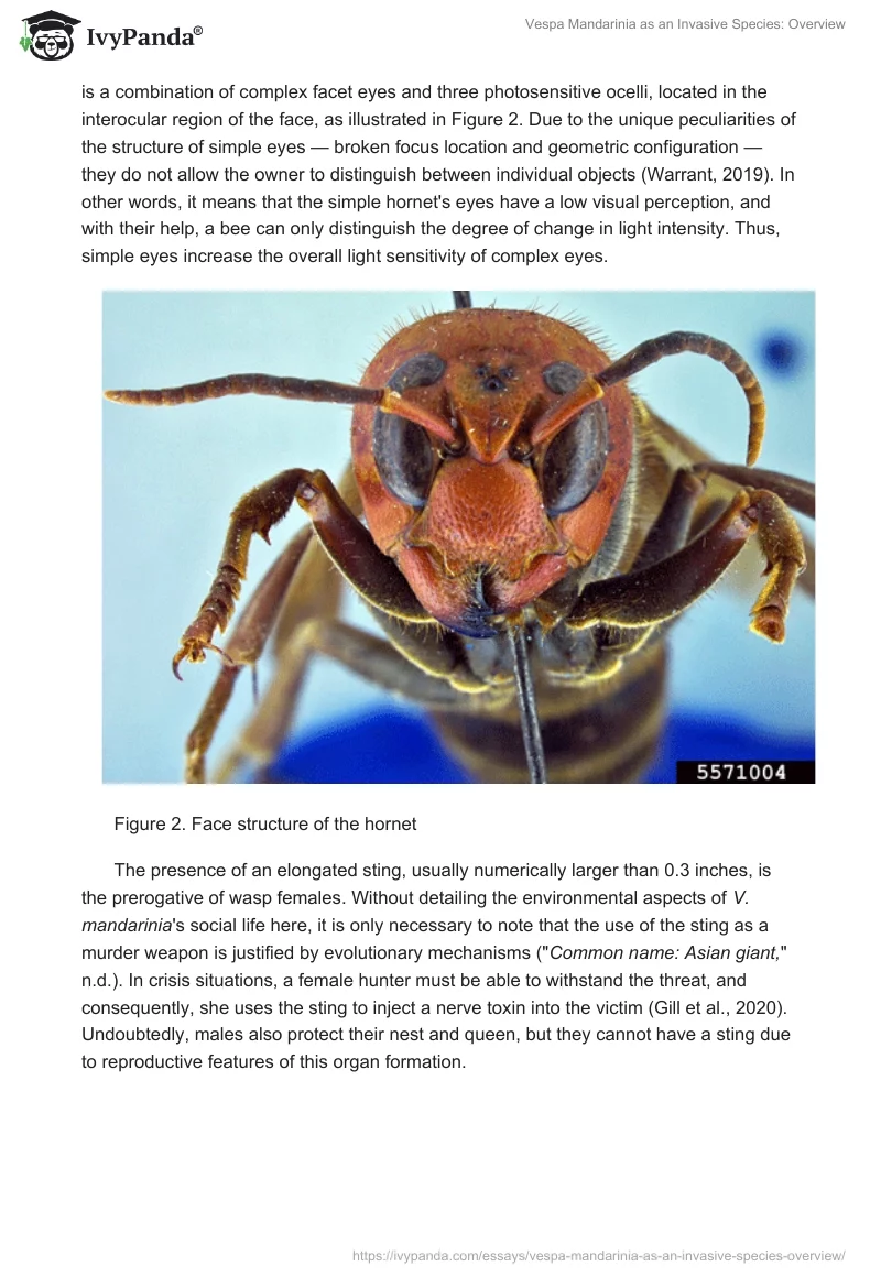Vespa Mandarinia as an Invasive Species: Overview. Page 3