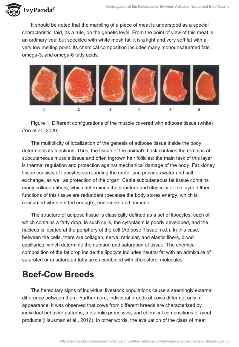 Investigation of the Relationship Between Adipose Tissue and Beef Quality. Page 3
