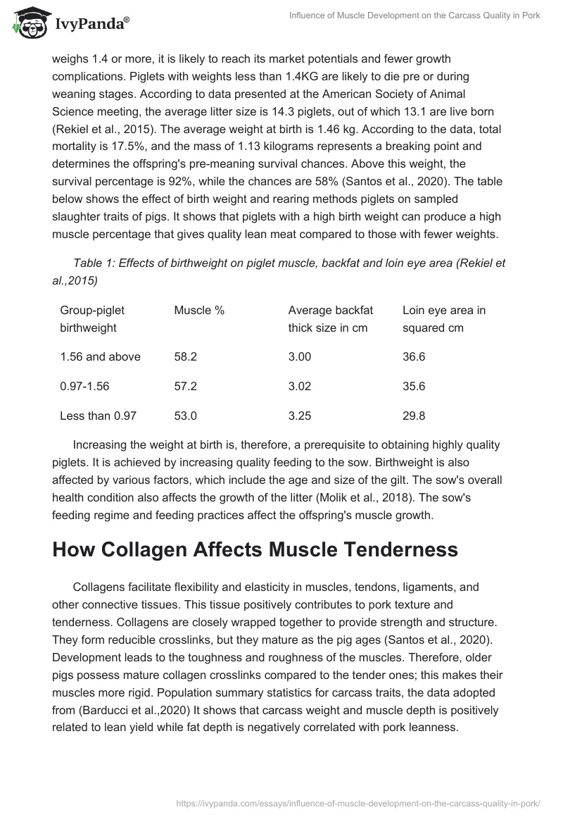 Influence of Muscle Development on the Carcass Quality in Pork. Page 4