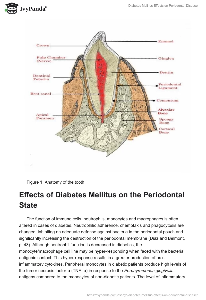 Diabetes Mellitus Effects on Periodontal Disease. Page 3