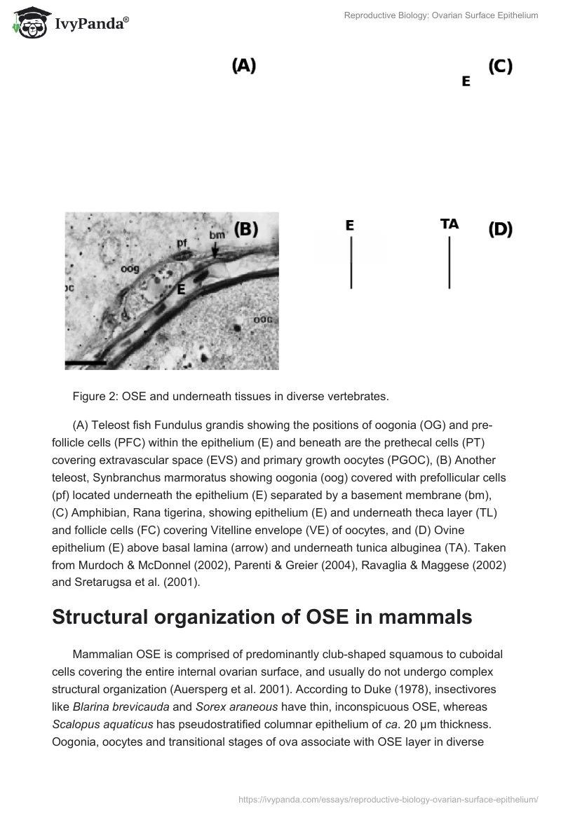 Reproductive Biology: Ovarian Surface Epithelium. Page 4