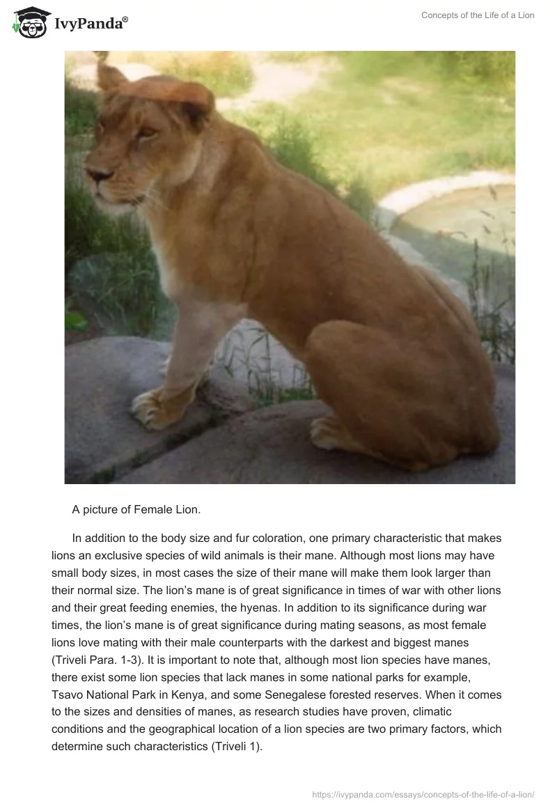 Concepts of the Life of a Lion. Page 3