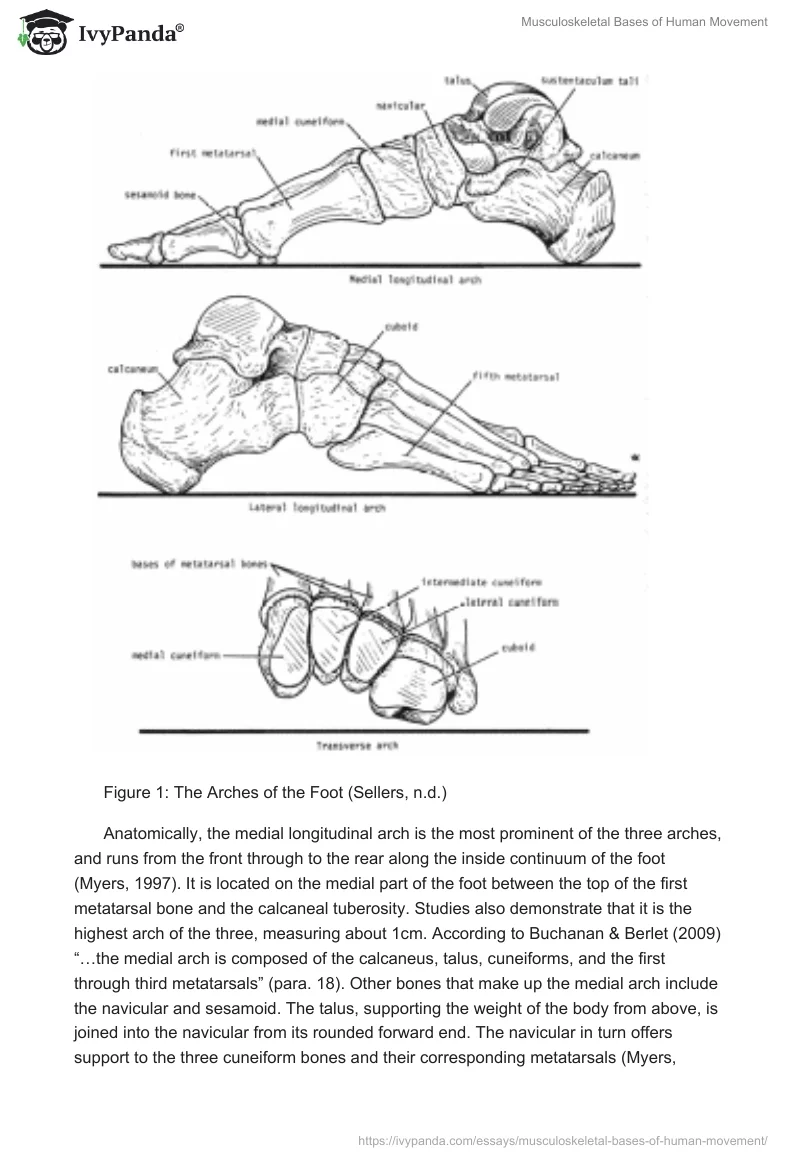 Musculoskeletal Bases of Human Movement. Page 3