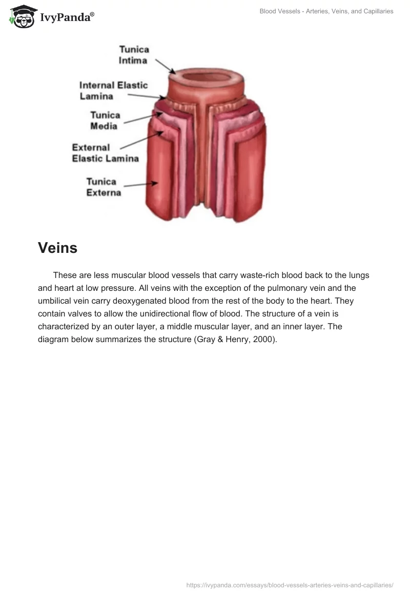 Blood Vessels - Arteries, Veins, and Capillaries. Page 2
