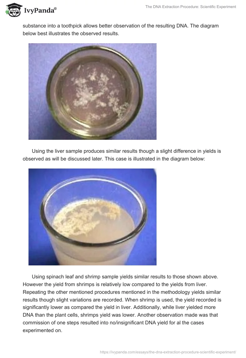 The DNA Extraction Procedure: Scientific Experiment. Page 3