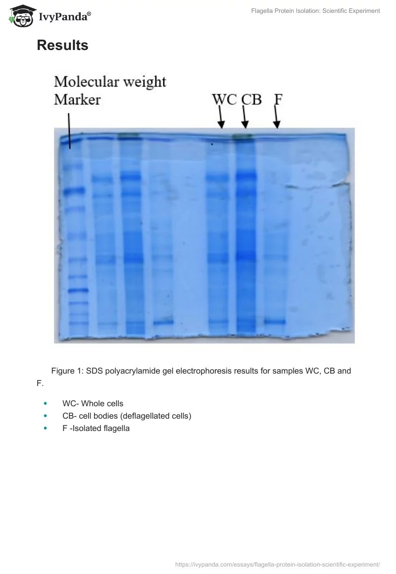 Flagella Protein Isolation: Scientific Experiment. Page 3