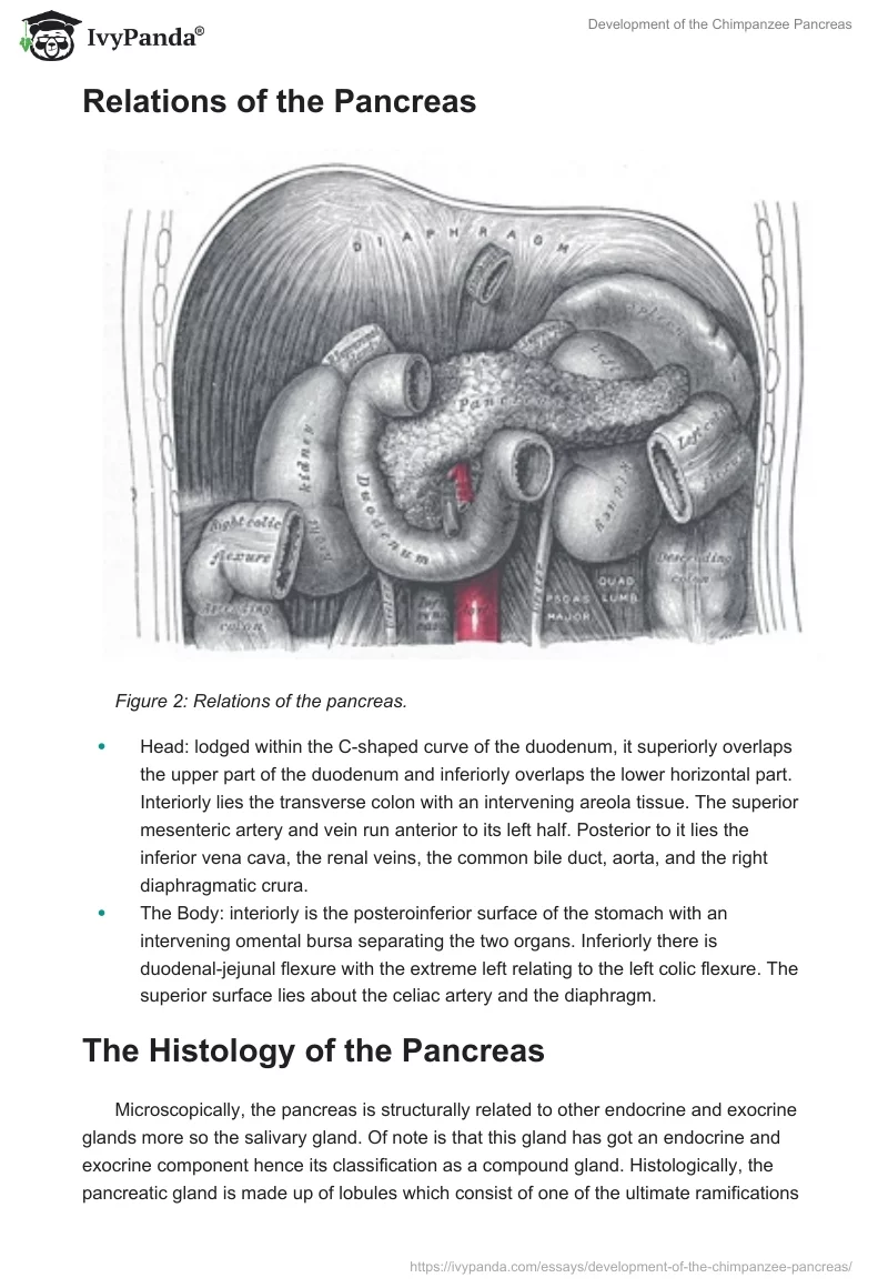 Development of the Chimpanzee Pancreas. Page 5