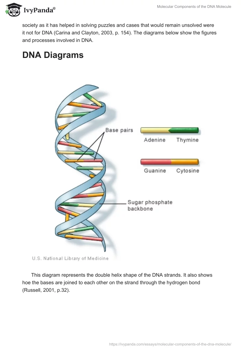 Molecular Components of the DNA Molecule. Page 3