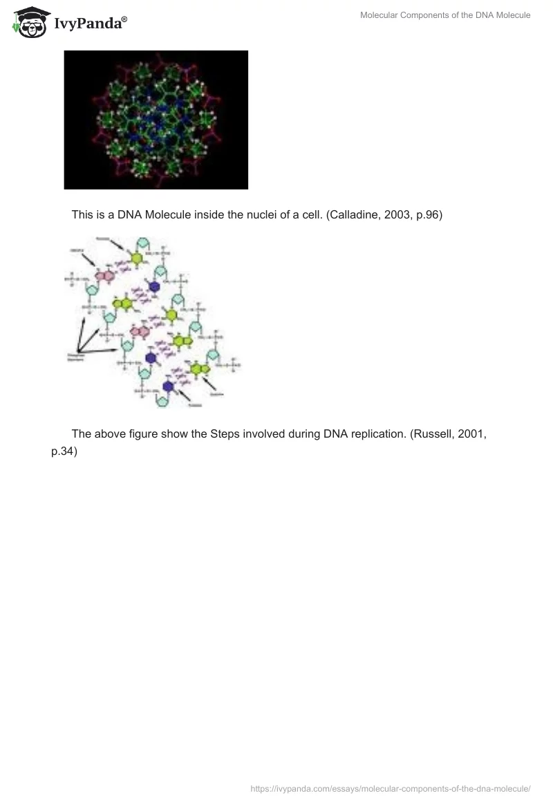 Molecular Components of the DNA Molecule. Page 4