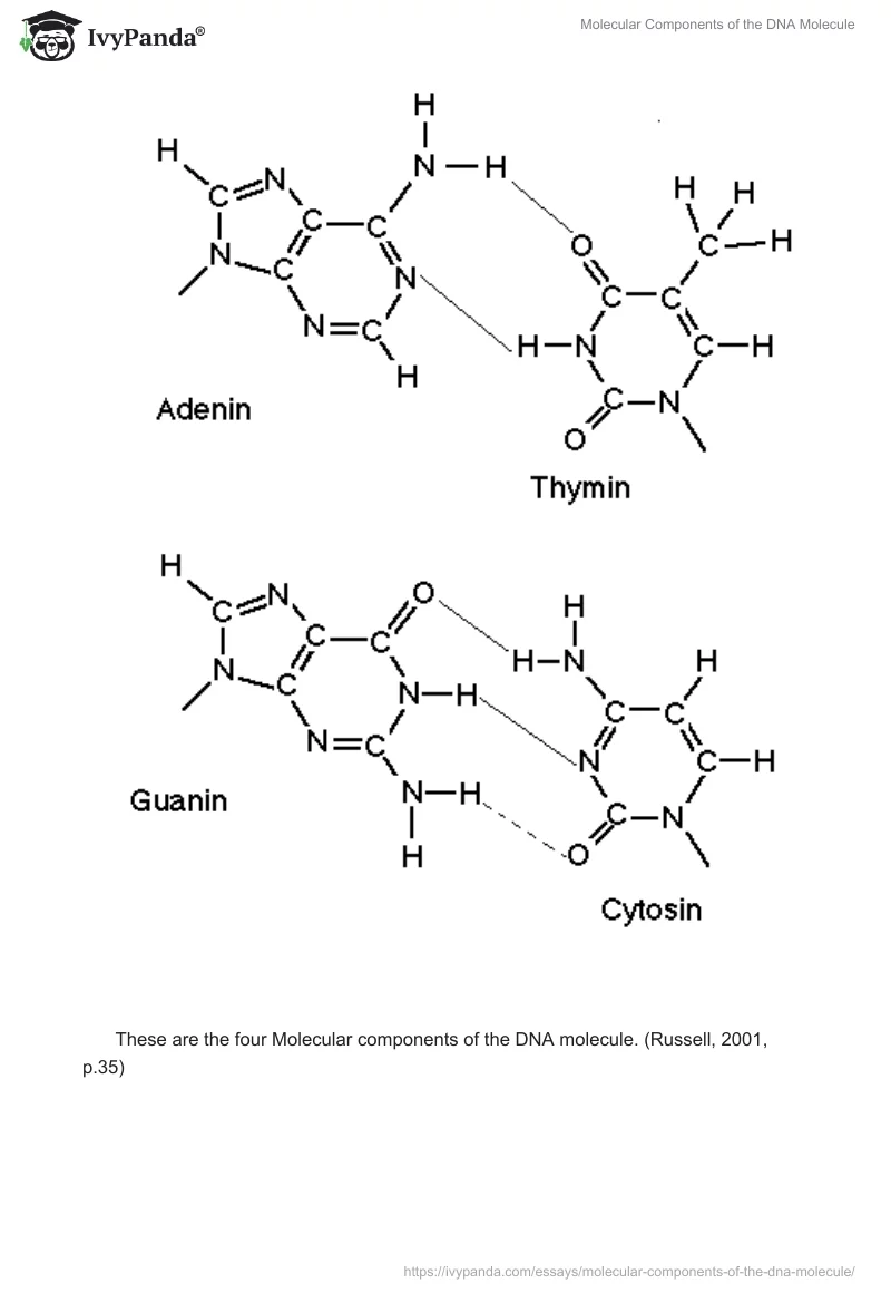 Molecular Components of the DNA Molecule. Page 5