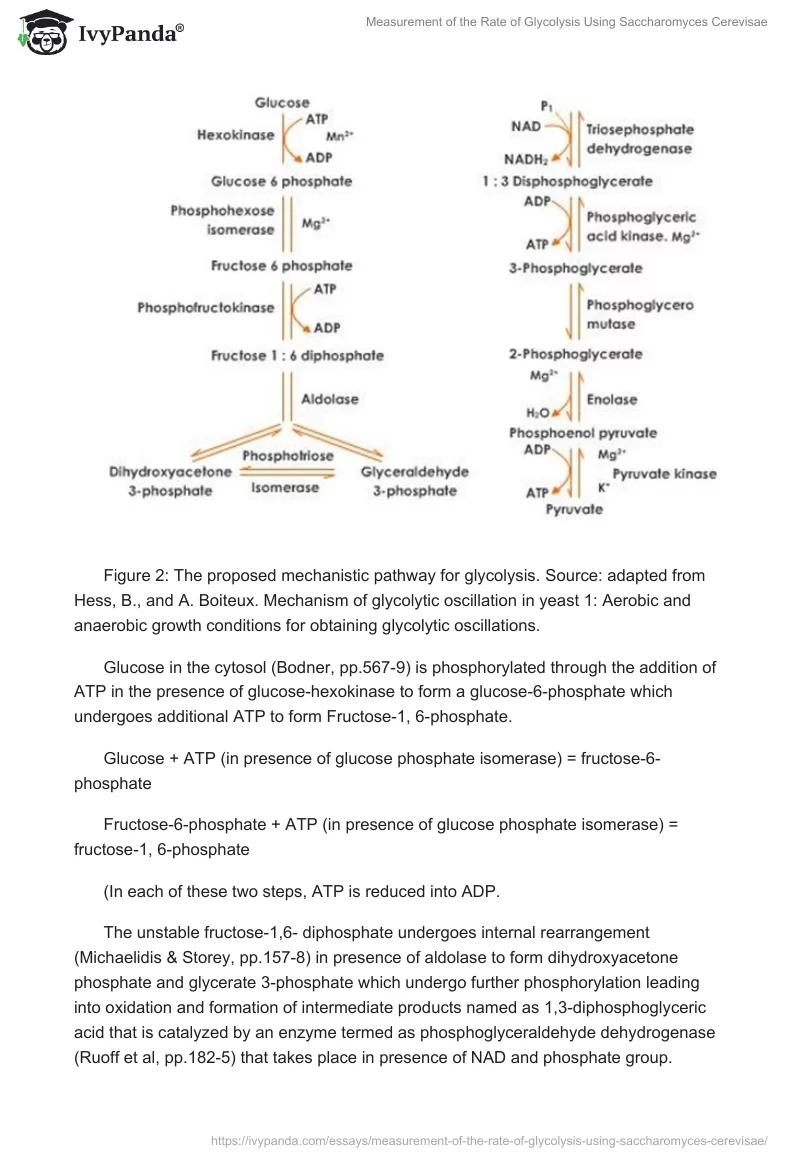 Measurement of the Rate of Glycolysis Using Saccharomyces Cerevisae. Page 3