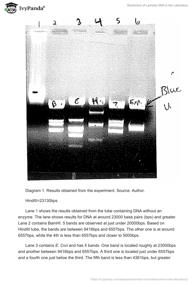 Restriction of Lambda DNA in the Laboratory. Page 5