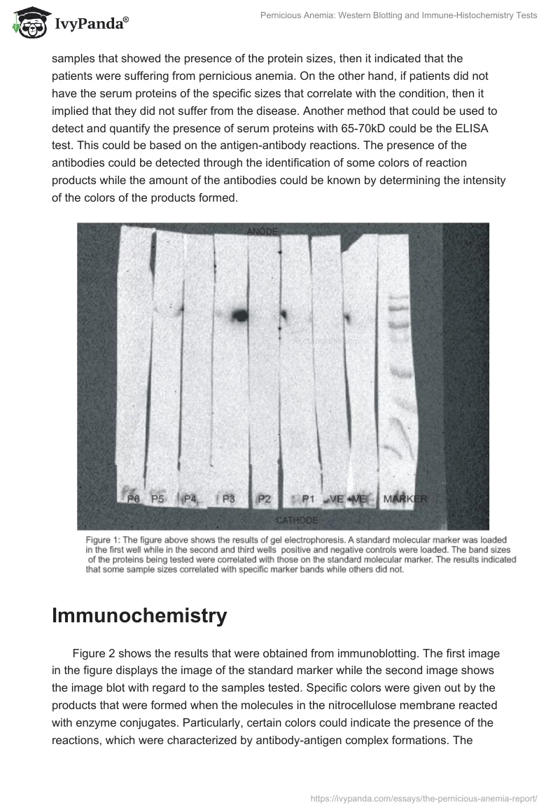 Pernicious Anemia: Western Blotting and Immune-Histochemistry Tests. Page 5