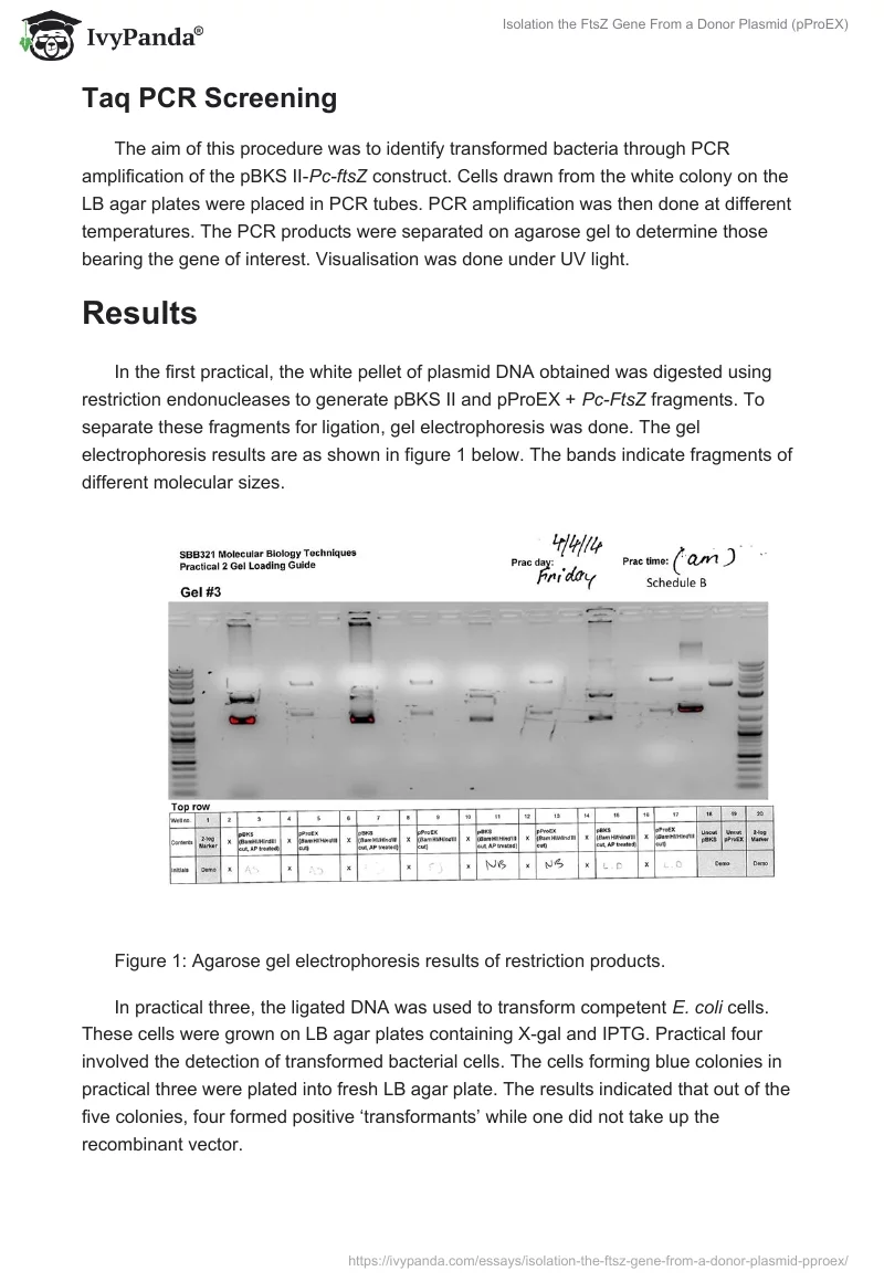 Isolation the FtsZ Gene From a Donor Plasmid (pProEX). Page 5