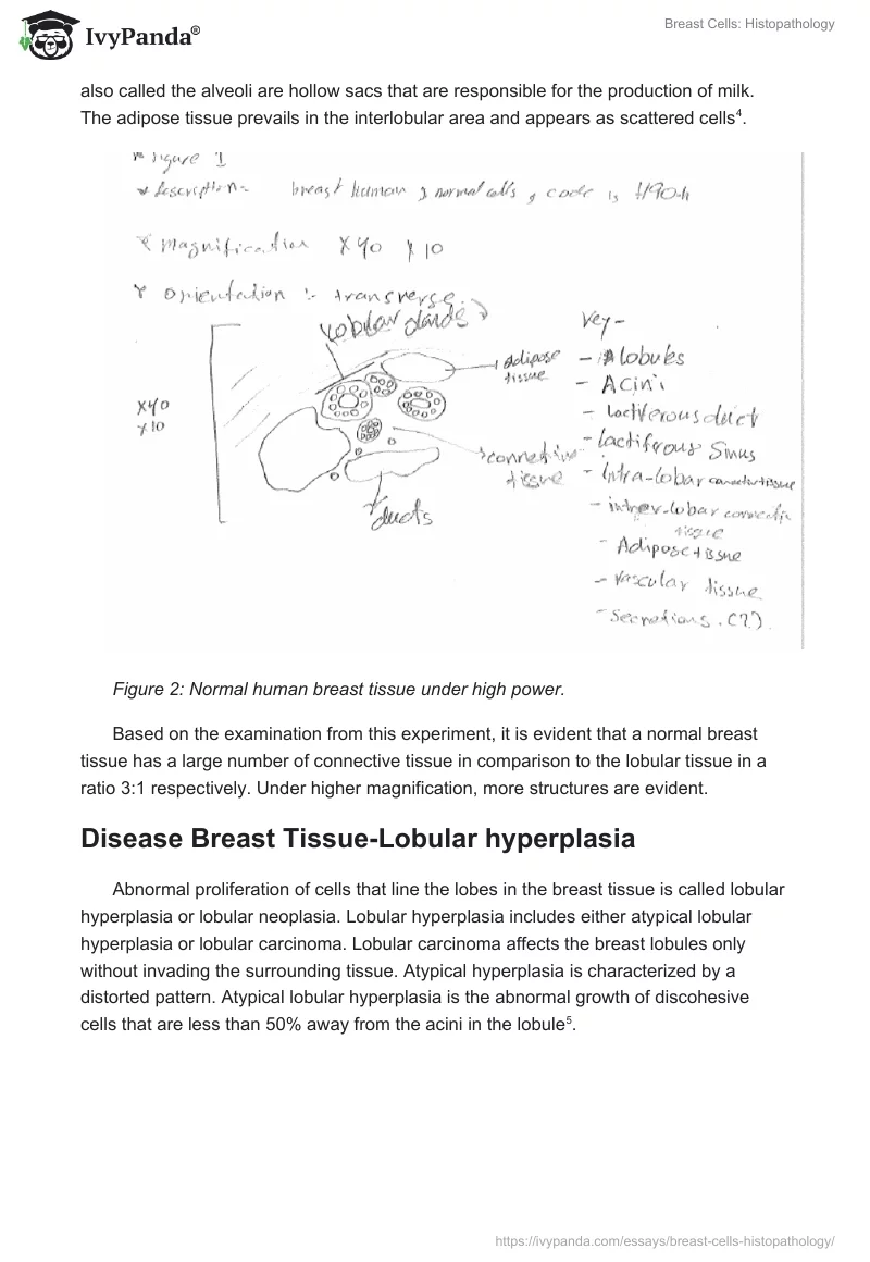 Breast Cells: Histopathology. Page 3