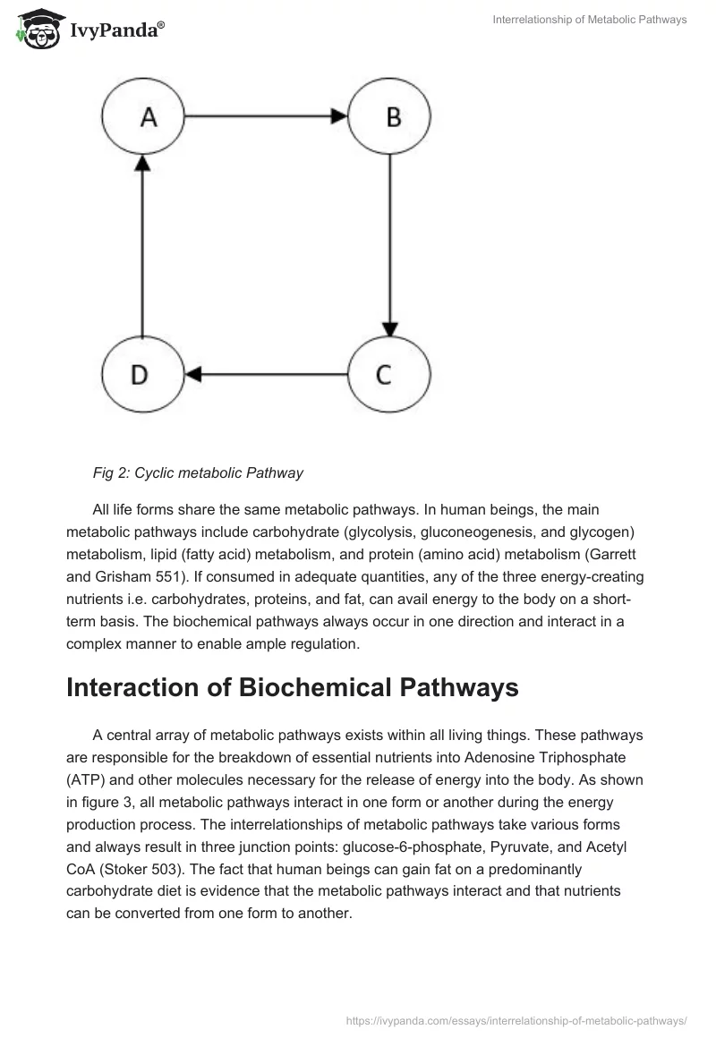 Interrelationship of Metabolic Pathways. Page 2
