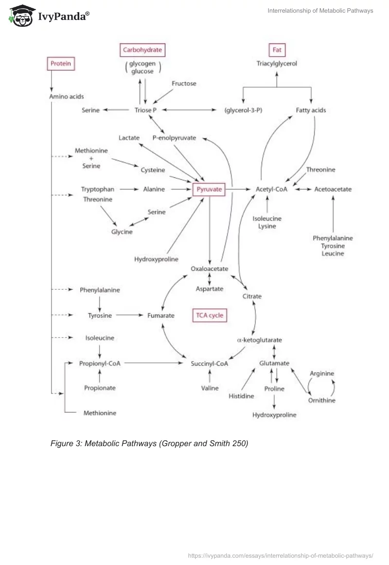 Interrelationship of Metabolic Pathways. Page 3