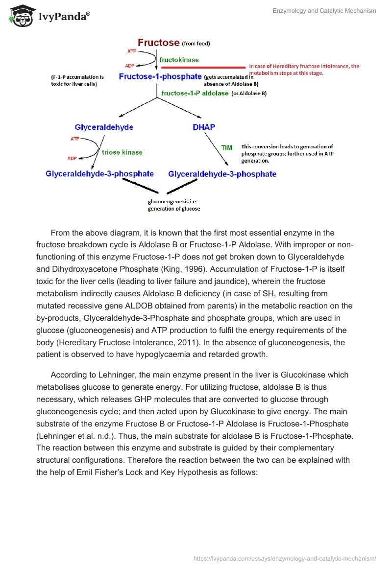 Enzymology and Catalytic Mechanism. Page 2