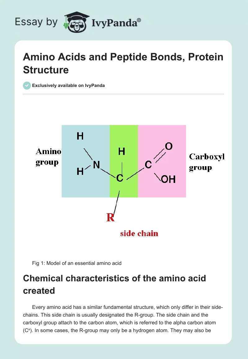 Amino Acids and Peptide Bonds, Protein Structure. Page 1