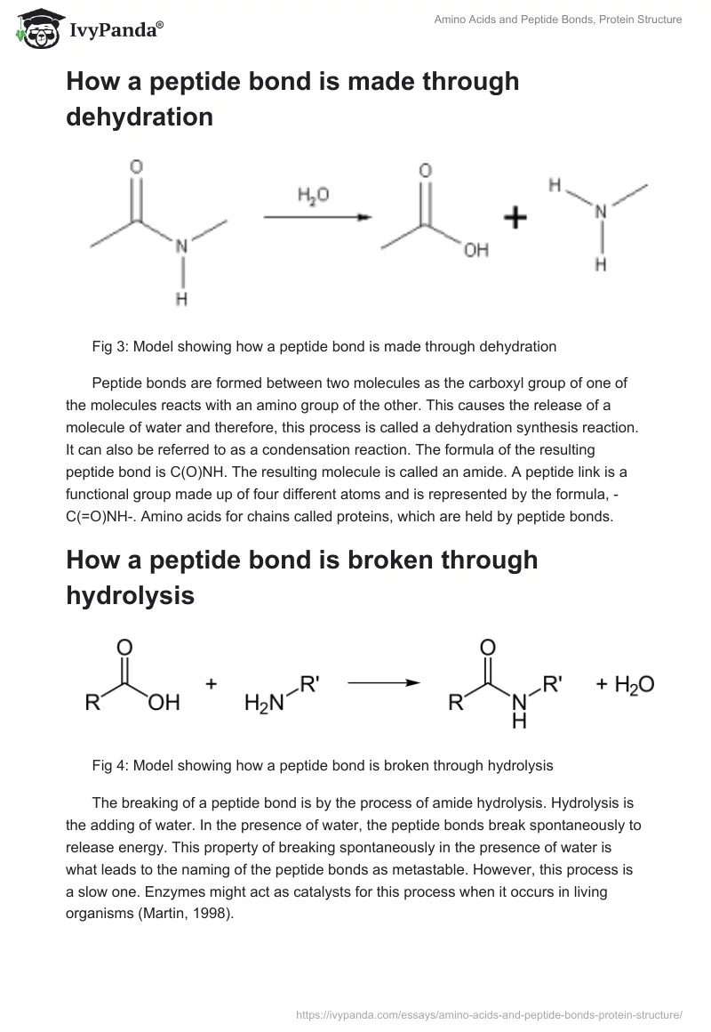 Amino Acids and Peptide Bonds, Protein Structure. Page 4