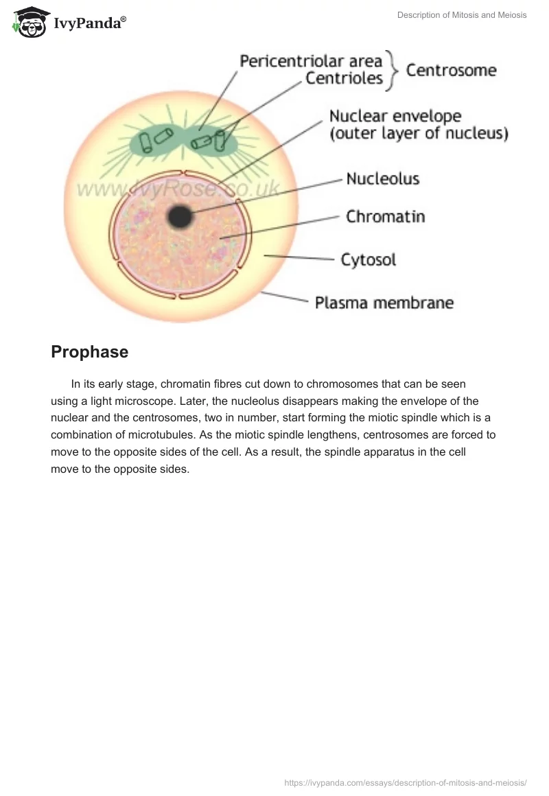 Description of Mitosis and Meiosis. Page 2