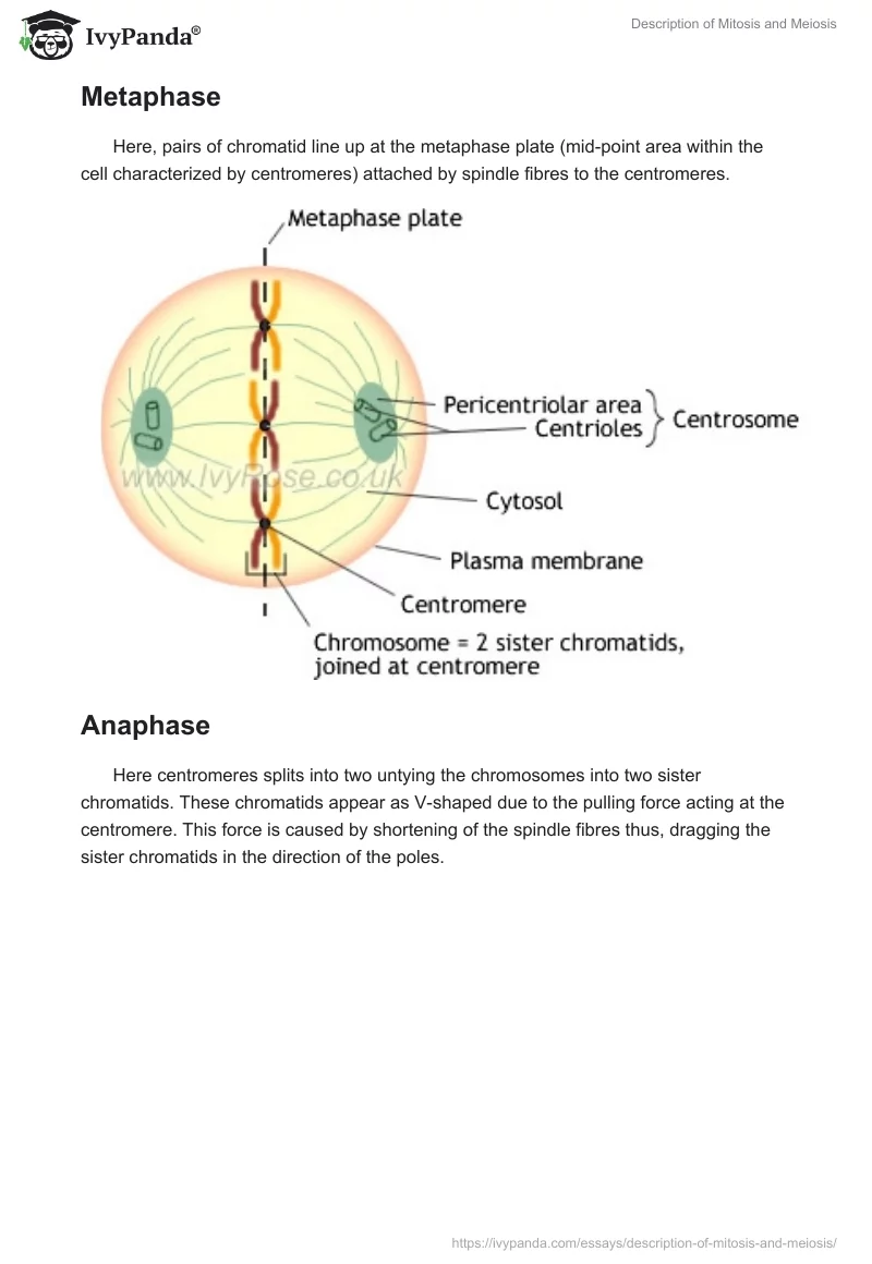 Description of Mitosis and Meiosis. Page 4
