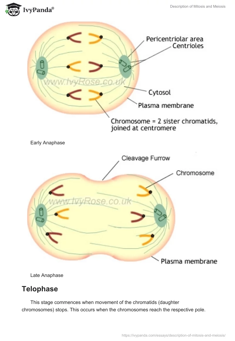 Description of Mitosis and Meiosis. Page 5