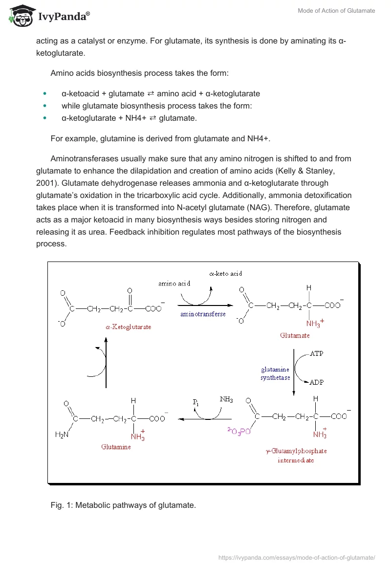 Mode of Action of Glutamate. Page 2