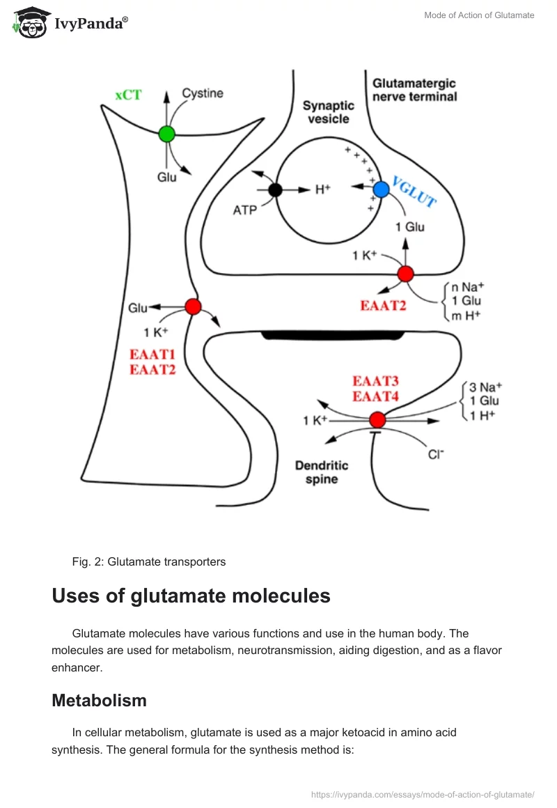 Mode of Action of Glutamate. Page 4