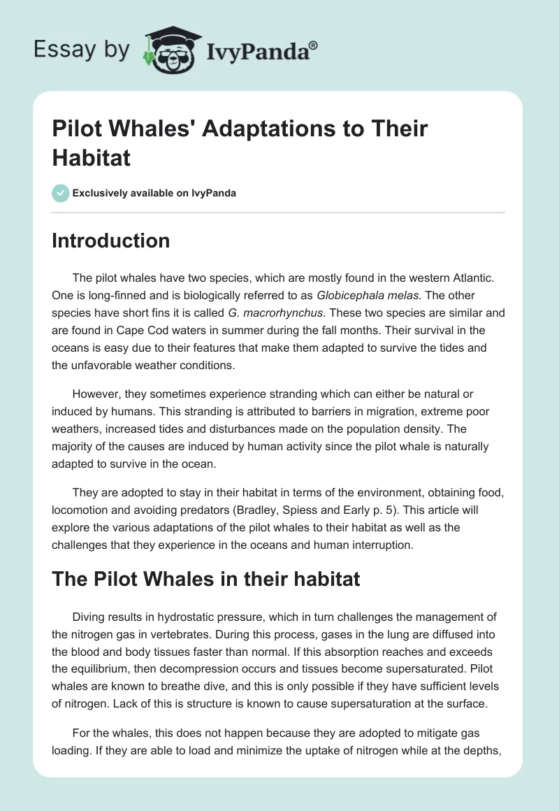 Pilot Whales' Adaptations to Their Habitat. Page 1