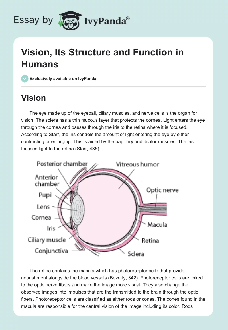 Vision, Its Structure and Function in Humans. Page 1