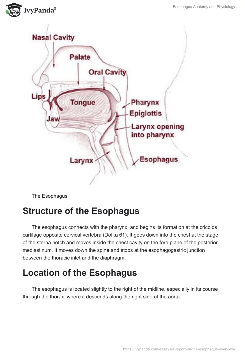 Esophagus Anatomy and Physiology. Page 2