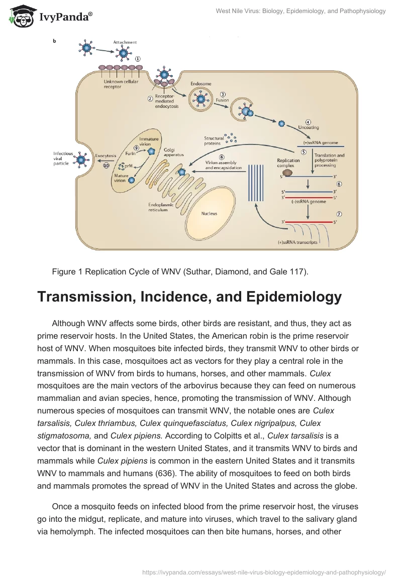 West Nile Virus: Biology, Epidemiology, and Pathophysiology. Page 4